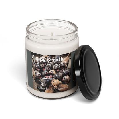 Puppy Breath Candle, 9oz