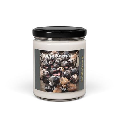 Puppy Breath Candle, 9oz